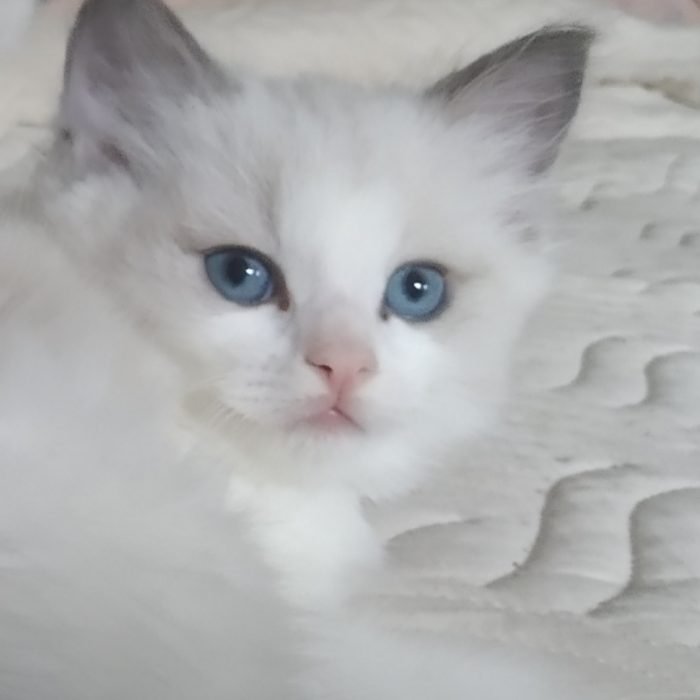 Soquette